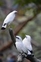 20190303bird-hk-parkDSC_2925