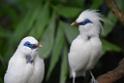 20190303bird-hk-parkDSC_2993