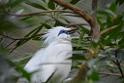 20190303bird-hk-parkDSC_3007