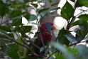 20190303bird-hk-parkDSC_3025