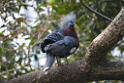 20190303bird-hk-parkDSC_3076