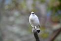 20190303bird-hk-parkDSC_3088