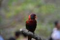 20190303bird-hk-parkDSC_3093