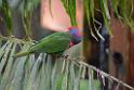 20190303bird-hk-parkDSC_3097