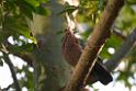 20190303bird-hk-parkDSC_3117