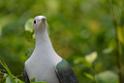 20190303bird-hk-parkDSC_3125