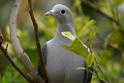 20190303bird-hk-parkDSC_3127