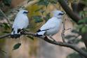 20190303bird-hk-parkDSC_3134