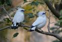 20190303bird-hk-parkDSC_3135