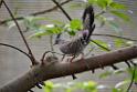 20190303bird-hk-parkDSC_3202