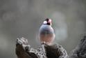 20190303bird-hk-parkDSC_3337