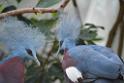 20190303bird-hk-parkDSC_3352