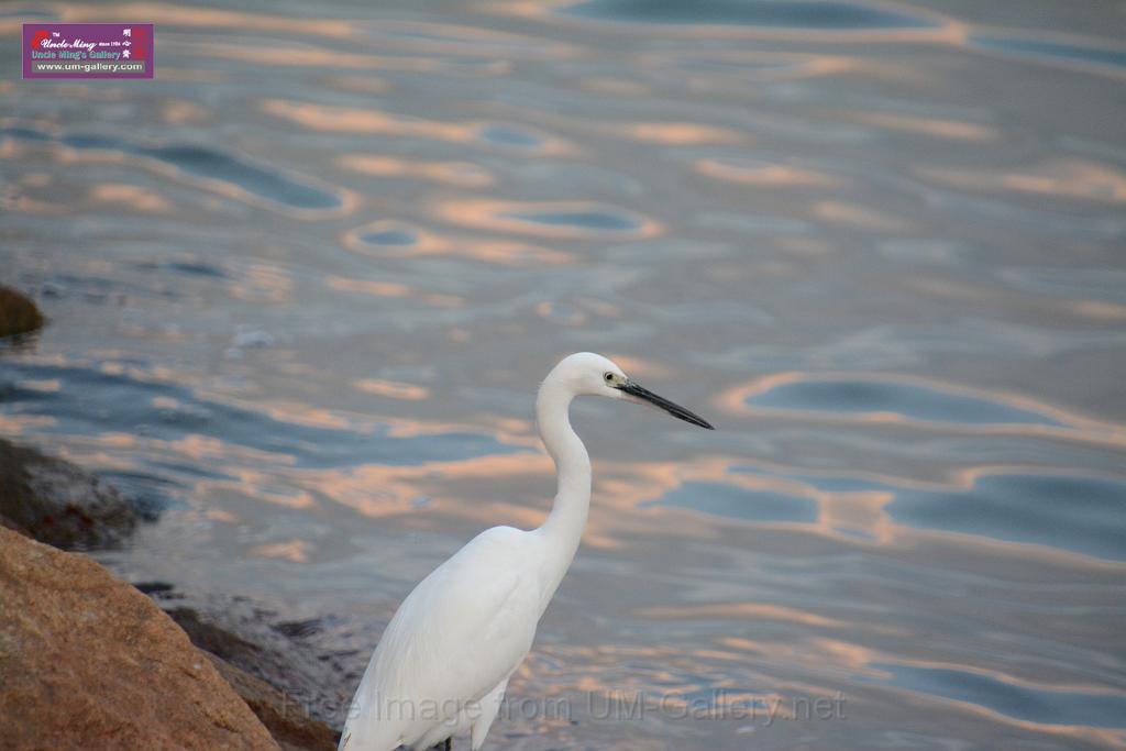 2019birdl-DSC_2226.JPG