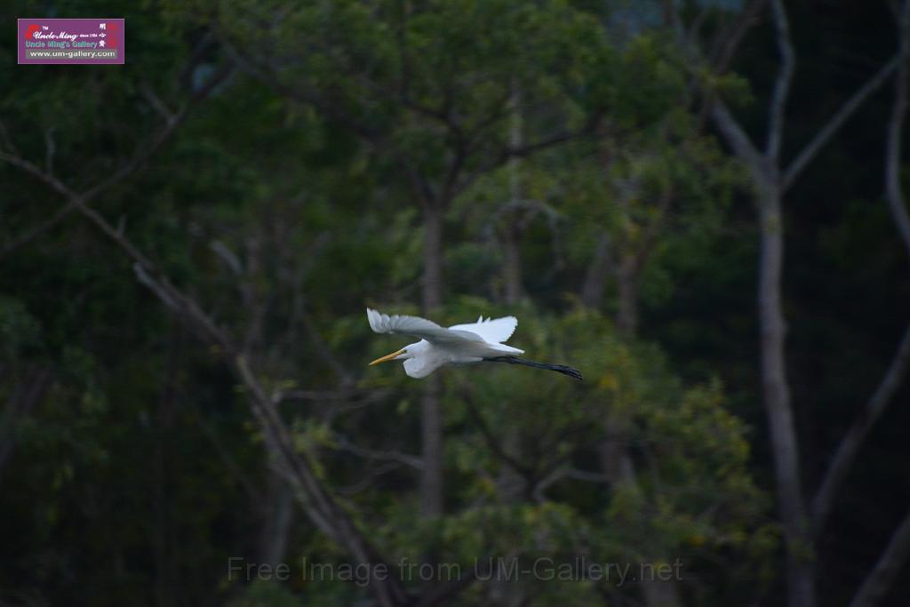 2019birdl-DSC_2231.JPG