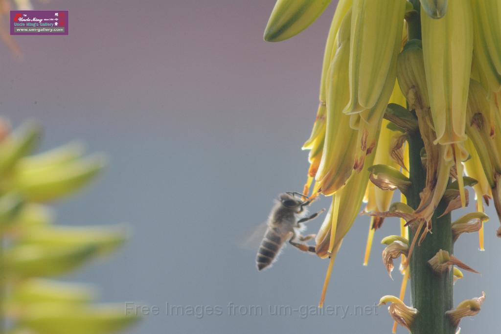 20170205sm-bee_DSC_8558.JPG