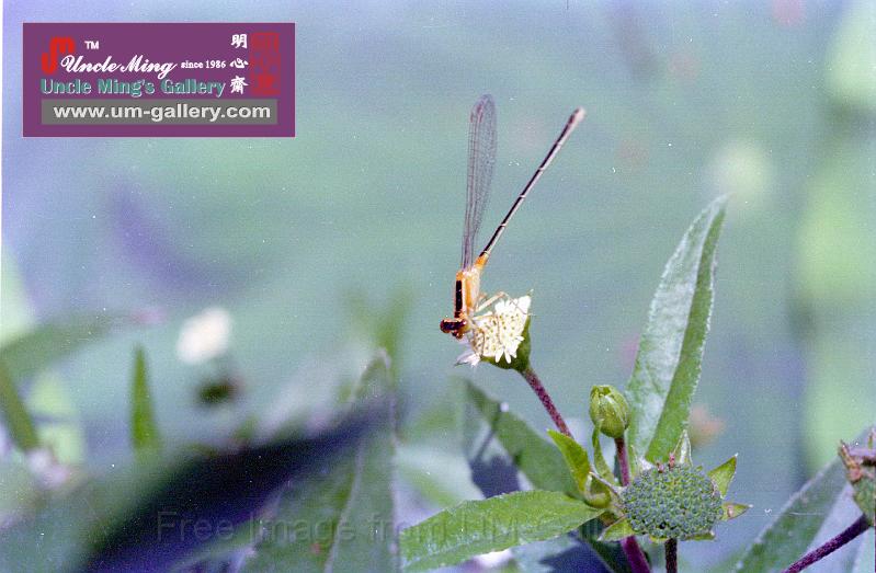 82yuenlong_dragonfly11.jpg