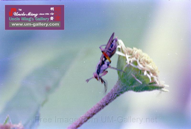 82yuenlong_grasshopper.jpg