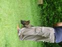 20130818jw_dog_training_P1140086