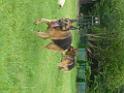 20130818jw_dog_training_P1140310