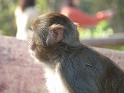 090112_monkey_P1020022