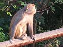 090112_monkey_P1020057