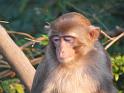 090112_monkey_P1020070