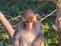 090112_monkey_P1020071