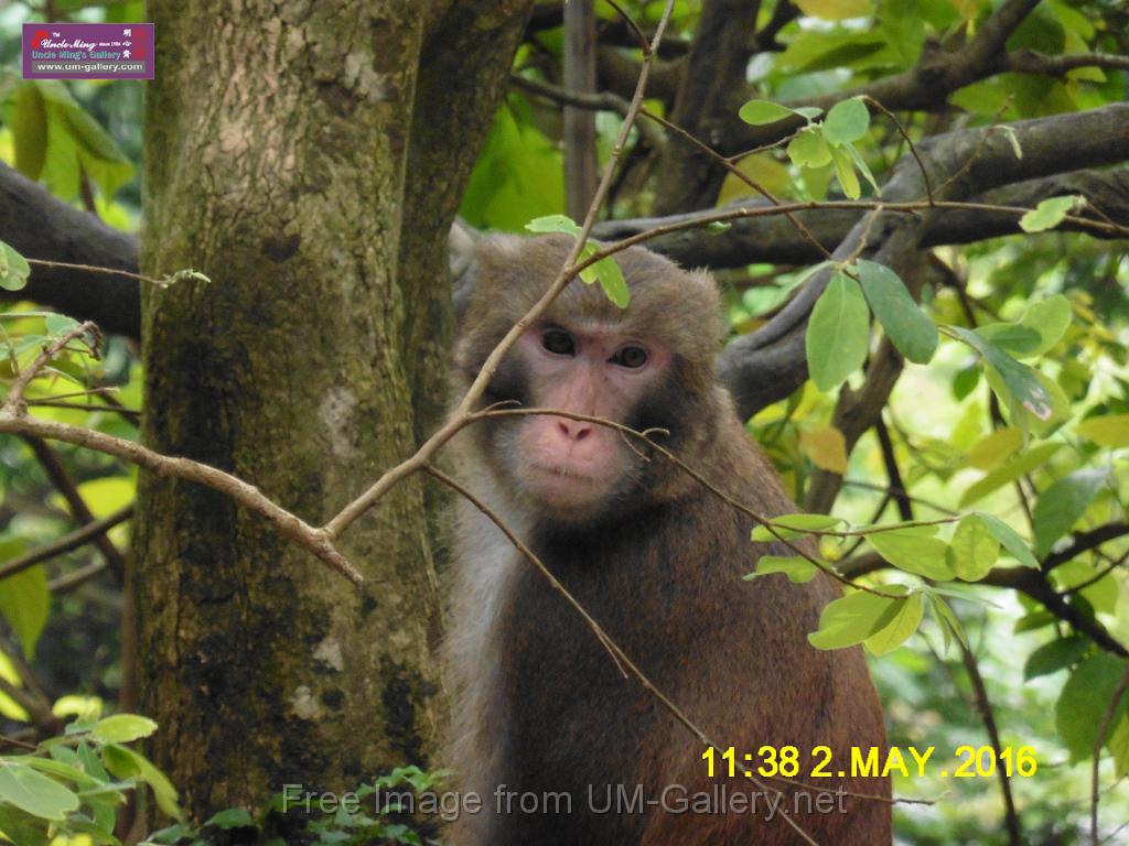 20160502monkey-mountain-P1020490.JPG