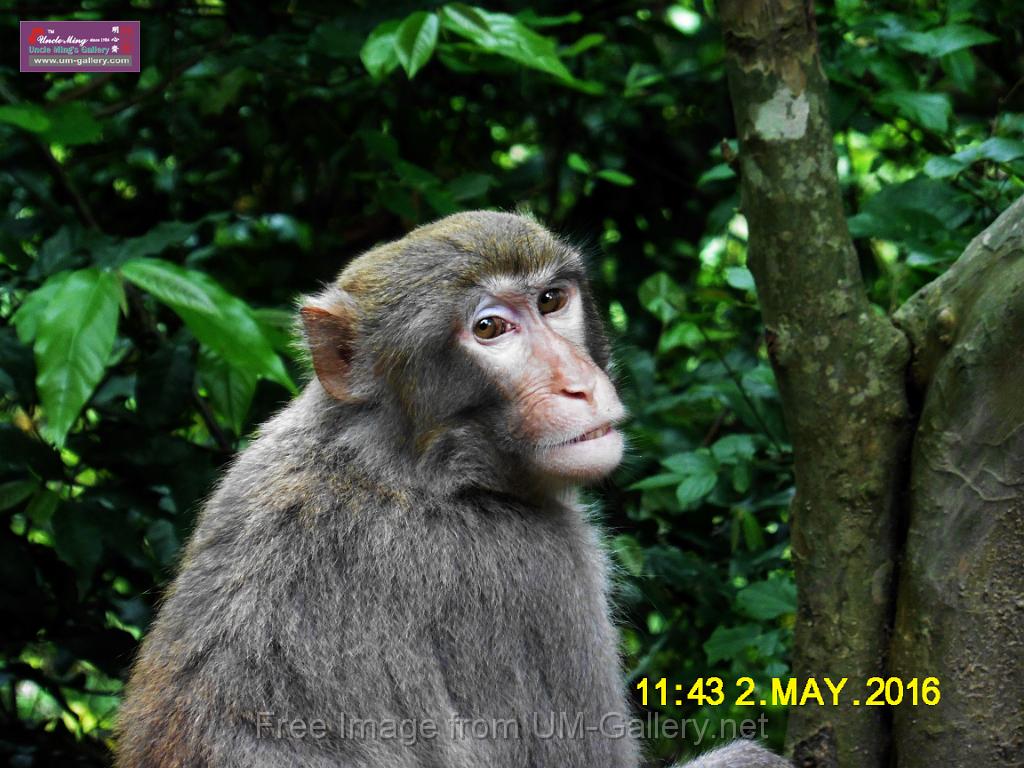 20160502monkey-mountain-P1020499r.jpg