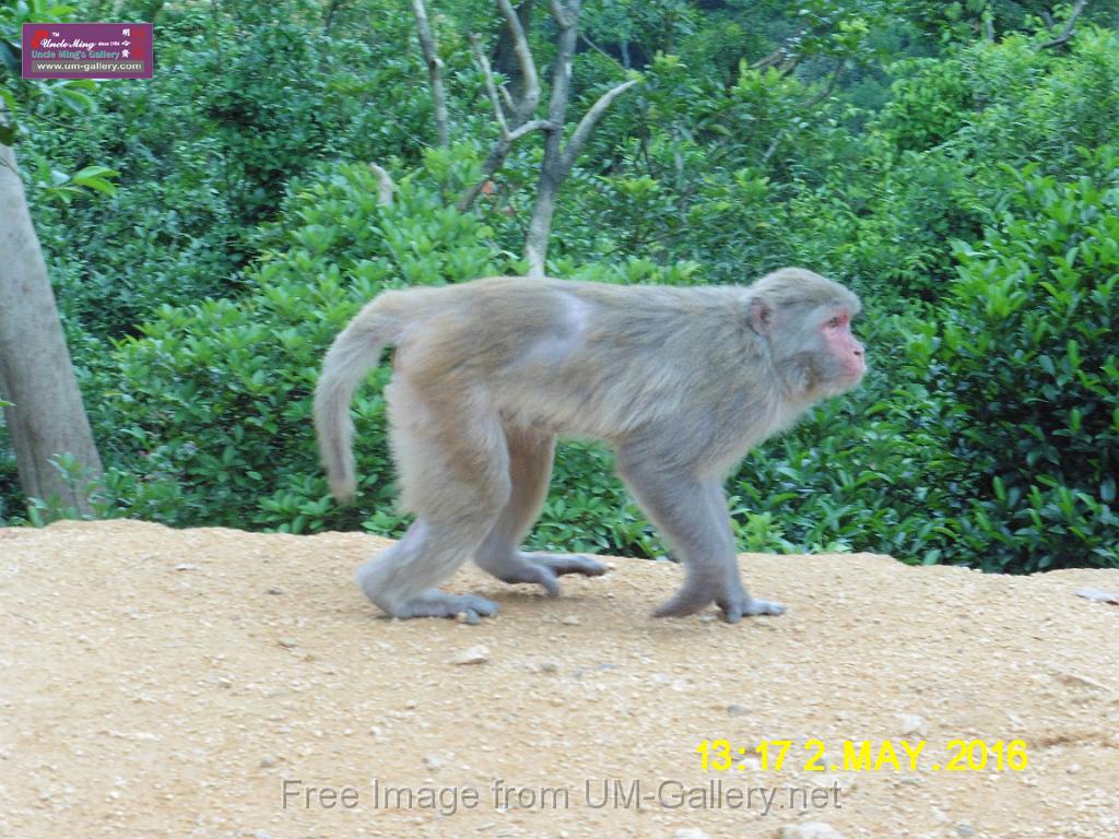 20160502monkey-mountain-P1020536.JPG