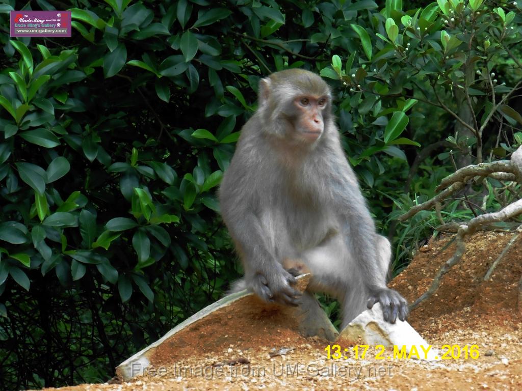 20160502monkey-mountain-P1020538r.jpg