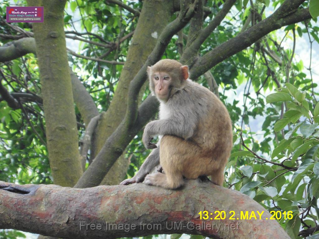 20160502monkey-mountain-P1020550.JPG