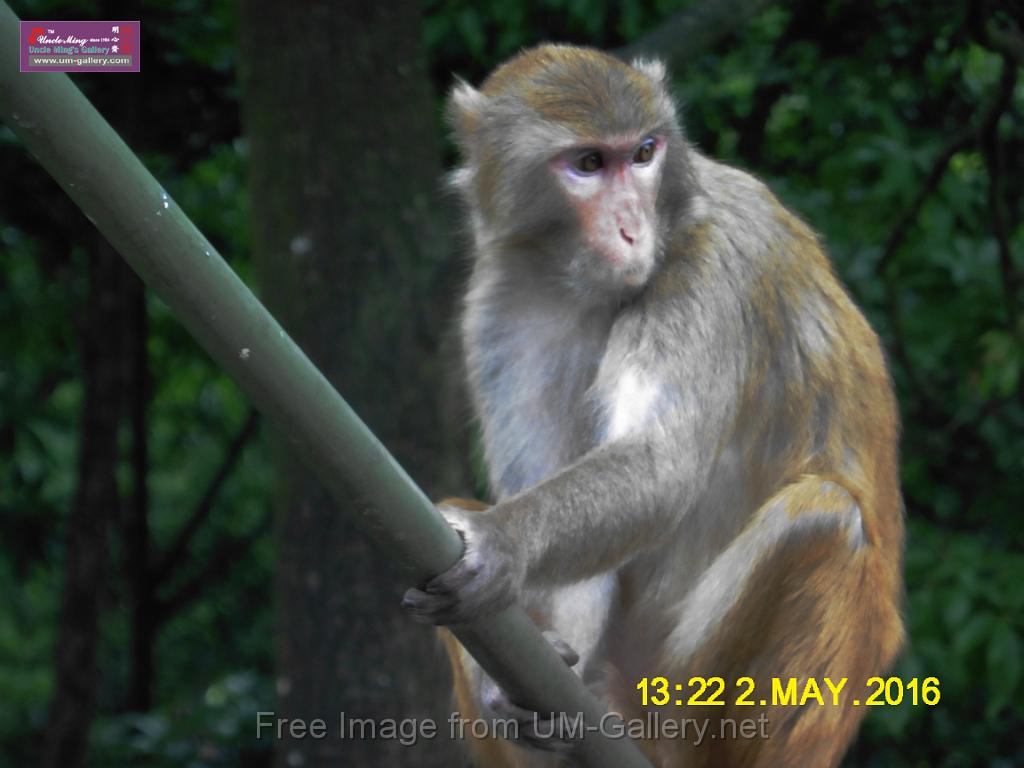 20160502monkey-mountain-P1020551r.jpg