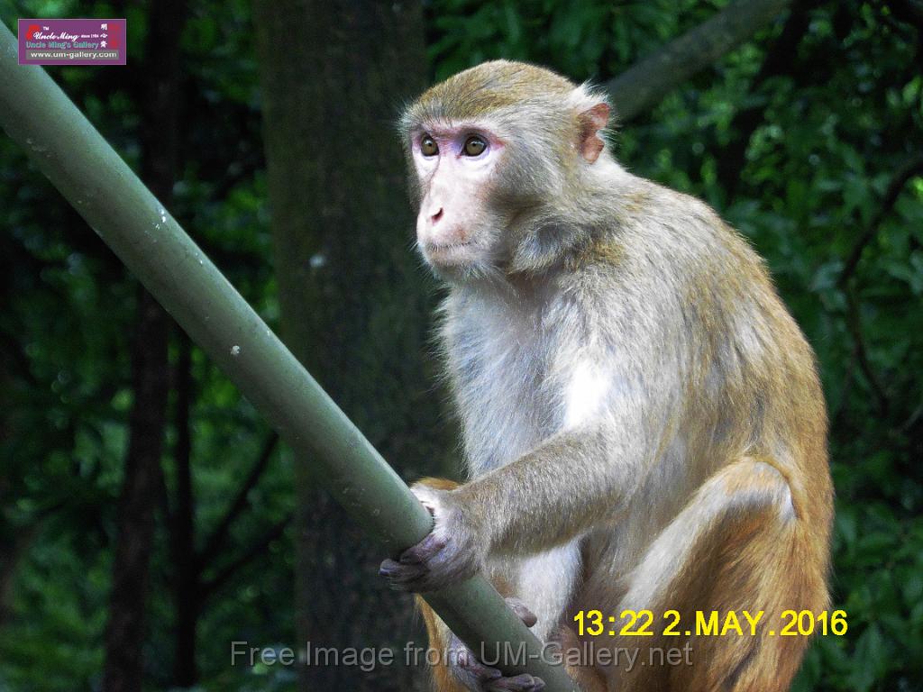 20160502monkey-mountain-P1020552r.jpg