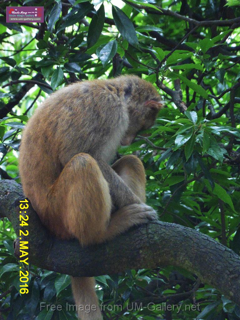 20160502monkey-mountain-P1020560r.jpg