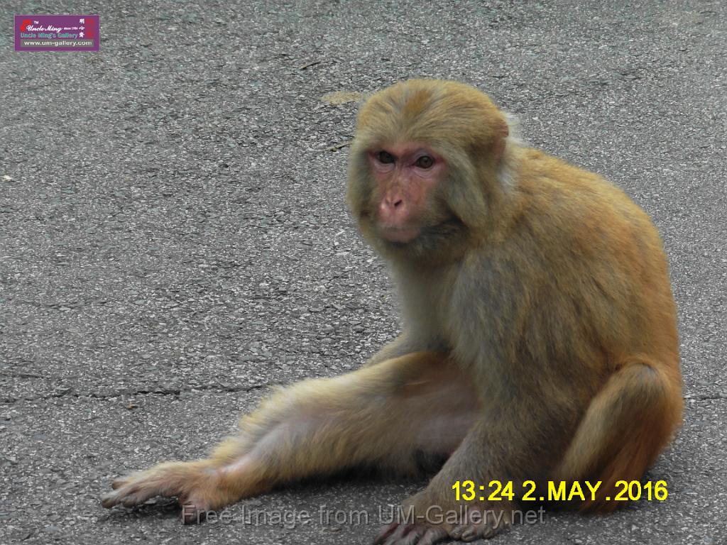 20160502monkey-mountain-P1020561r.jpg