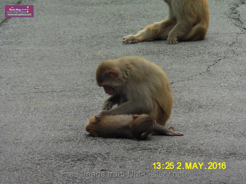 20160502monkey-mountain-P1020562r.jpg