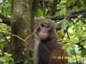 20160502monkey-mountain-P1020490