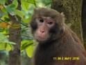 20160502monkey-mountain-P1020491