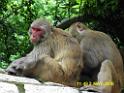 20160502monkey-mountain-P1020505r