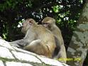 20160502monkey-mountain-P1020508r