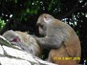 20160502monkey-mountain-P1020510r