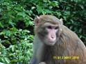 20160502monkey-mountain-P1020513r