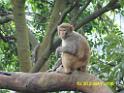 20160502monkey-mountain-P1020550