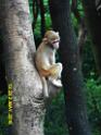 20160502monkey-mountain-P1020557r