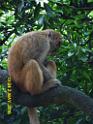 20160502monkey-mountain-P1020560s