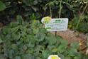 20150328sm-floral-exhibition_DSC_1734