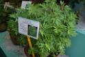 20150328sm-floral-exhibition_DSC_1755