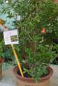 20150328sm-floral-exhibition_DSC_1763