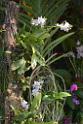 20150328sm-floral-exhibition_DSC_1766